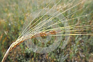 Close up of a barley spike/Barley. Country, farm.