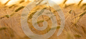 Close Up Barley or Wheat Field at Golden Sunset or Sunrise