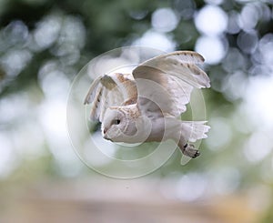 Close up of a Barn Owl