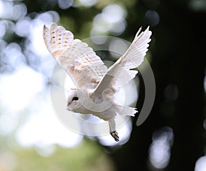 Close up of a Barn Owl