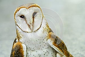 Close up of a Barn Owl