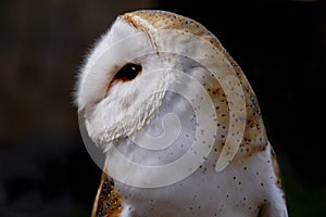 Close up Barn Owl photo
