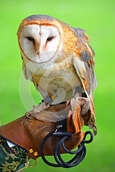 Close up of Barn Owl on Gloved Hand