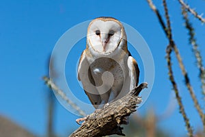Close-up of a barn owl