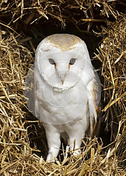 Close up of a Barn owl perched on hay