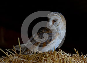 Close-up of a barn owl perched on hay inside a barn
