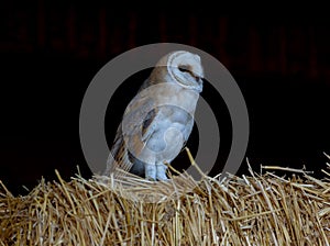 Close-up of a barn owl perched on hay inside a barn