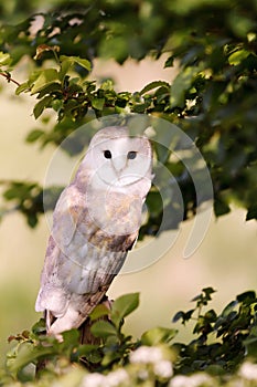 Close up of Barn Owl perching in the tree