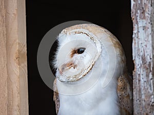 Close up view of a barn owl photo