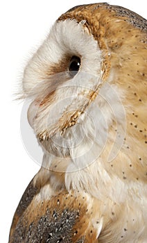 Close up of Barn Owl, Tyto alba, in front of white background