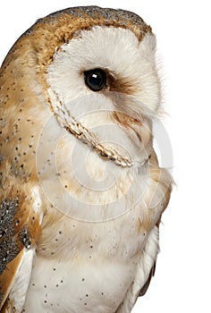 Close up of Barn Owl, Tyto alba, in front of white background