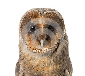 Close-up of a Barn owl ,