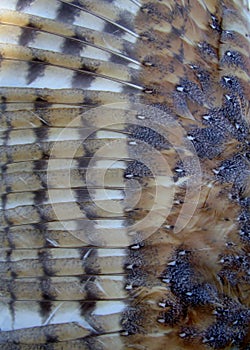Close-up of Barn Owl wing feathers