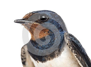 Close-up of a Barn Swallow, Hirundo rustica against white background