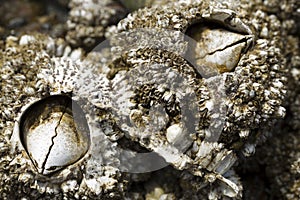 Close up of barnacles.