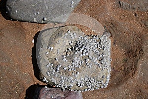 Close up barnacles on stone on seashore