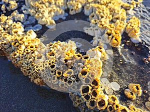 Close up of barnicles on a beach at low tide