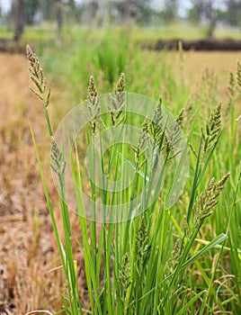 Close up of Barnyard grass or Cockspur or Echinochloa crus-galli