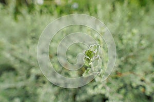 Barometer Bush on blurred background. Green background of the ground cover plants.