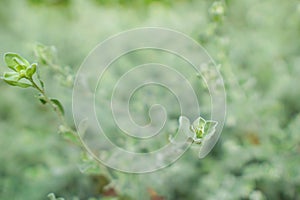 Barometer Bush on blurred background. Green background of the ground cover plants.