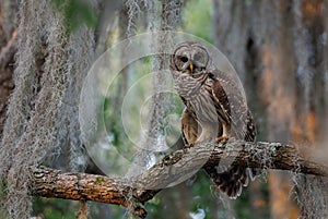 Close Up of a Barred Owl perched on a Tree