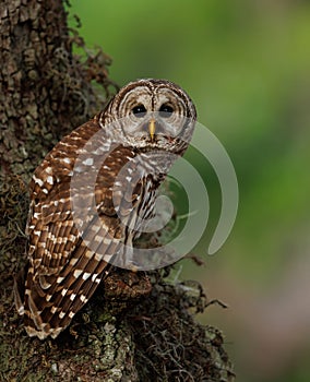 Close Up of Barred Owl perched on a Tree