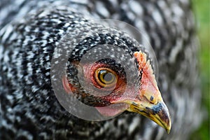 Close up of a Barred Rock Pullet
