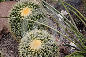 Barrel cacti of genus Echinocactus close-up