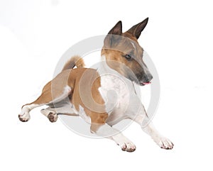 Close up of Basenji dog