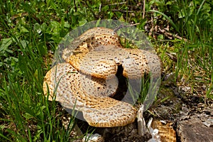 Close up of a basidiomycete bracket fungus also called Polyporus squamosus, Dryad`s saddle, Pheasant`s back mushroom or Schuppig photo