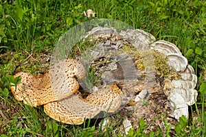 Close up of a basidiomycete bracket fungus and trametes on a tree stump also called Polyporus squamosus or Schuppiger Stielporling