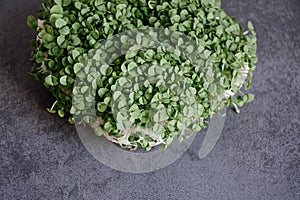 Close-up of basil microgreens on gray background.
