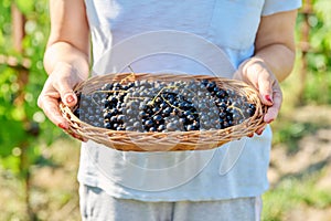 Close-up of basket with harvest of ripe blackcurrants in hands of woman in summer garden