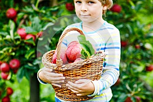 Close-up of basket holding by kid boy picking and eating red apples on organic farm, autumn outdoors. Funny little