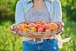 Close up basket with ripe tomatoes in woman hands outdoor