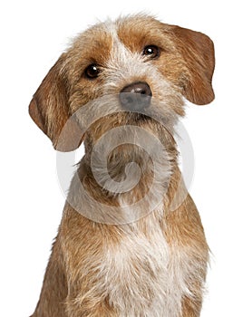 Close-up of Basset Fauve de Bretagne, 1 year photo