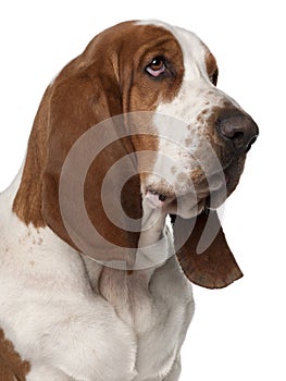 Close-up of Basset Hound, 2 years old