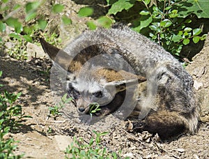 Close up Bat-eared fox, Otocyon megalotis lying on a ground and sleeping