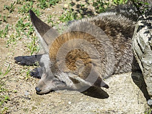 Close up Bat-eared fox, Otocyon megalotis lying on a ground and sleeping