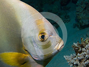 Close up Bat fish Red Sea Dive Egypt