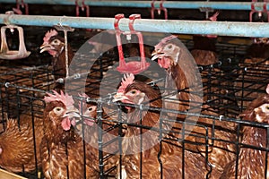 Close up of battery hens in small cages