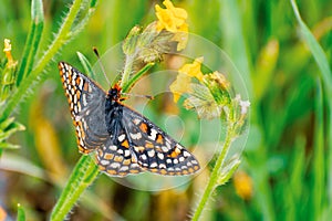 Close up of Bay Checkerspot butterfly Euphydryas editha bayensis ; classified as a federally threatened species, south San photo