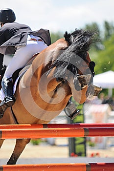 Close up of bay horse jumping over fence.