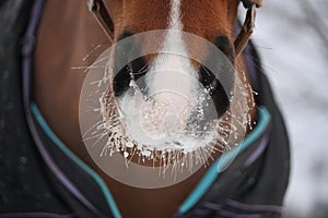 Close up of bay horse nuzzle