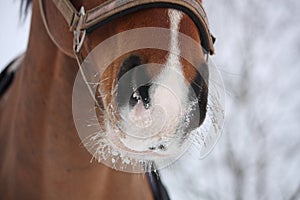 Close up of bay horse nuzzle