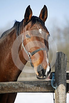Close-up of a bay horse in winter corral rural scene