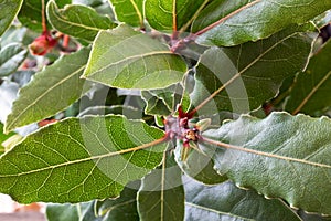 Close up of a bay leaf plant