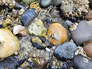Close up beach rocks and barnacles and crabs