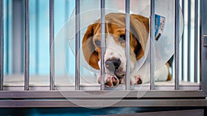 Close up of A beagle dog with elizabeth collar sitting in the cage