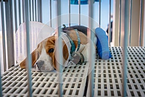 A beagle dog with splint to stabilize the left hind limb photo